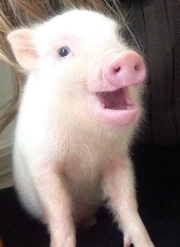 Picture of Dennis the Pet Pig