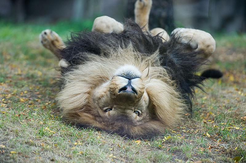 image of Lion Playing in Grass