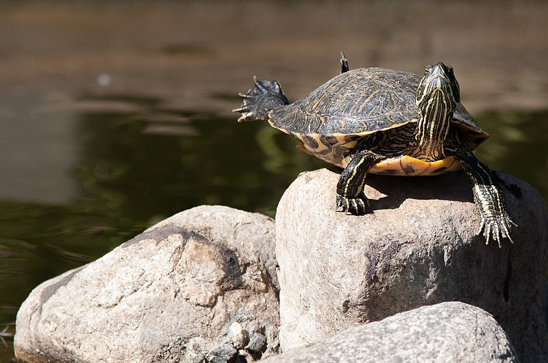 Turtle doing Yoga 