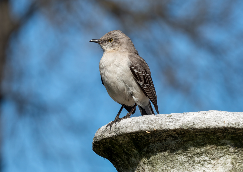 Northern mockingbird in Green-Wood Cemetery