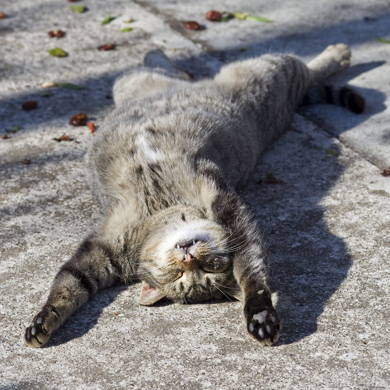 Cat sleeping on her back 