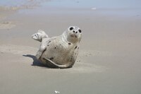 Juvenile Harp Seal