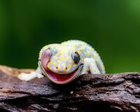 Self Cleaning Gecko 