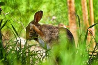 Late Bunny Photo