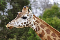 Giraffe photo