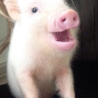 Picture of Dennis the Pet Pig