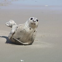 Juvenile Harp Seal