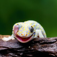 Self Cleaning Gecko 