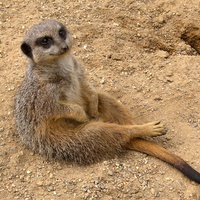 Meerkat 