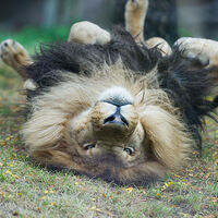 image of Lion Playing in Grass