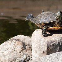 Turtle doing Yoga 