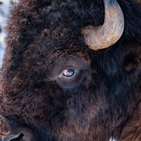 American Bison