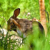 Late Bunny Photo