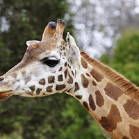 Giraffe photo