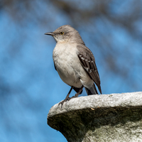 Northern mockingbird in Green-Wood Cemetery